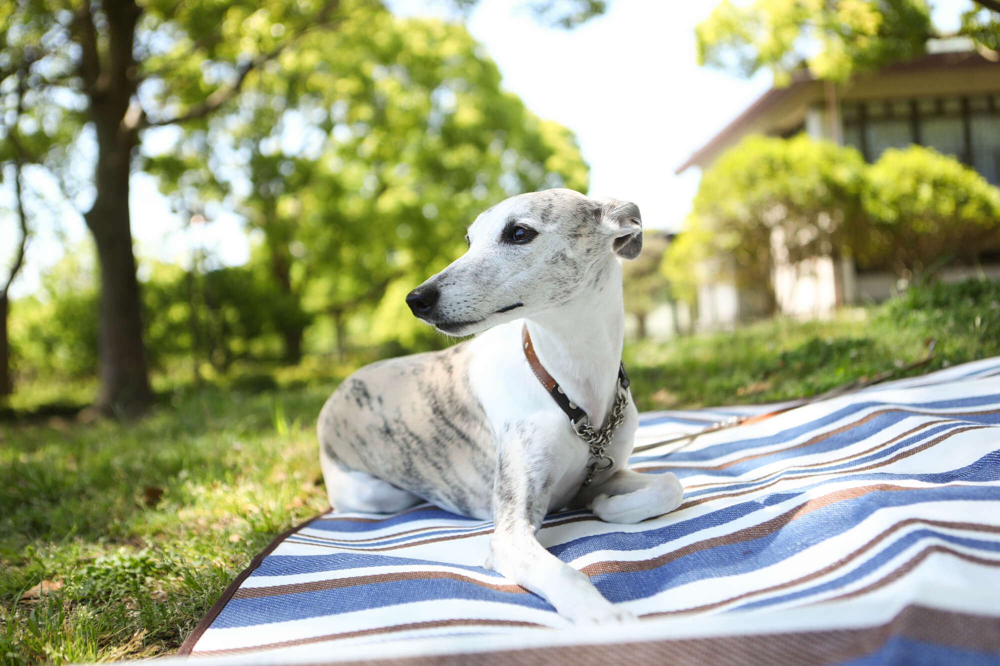 ウィペットの性格の特徴